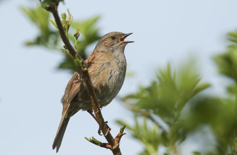 Eine Gesang Heckenbraunelle oder Dunnock Prunella modularis hockten in einem Baum lizenzfreies stockbild Eine Gesang Heckenbraunelle oder Dunnock Prunella modularis hockten in einem Baum lizenzfreies stockbild