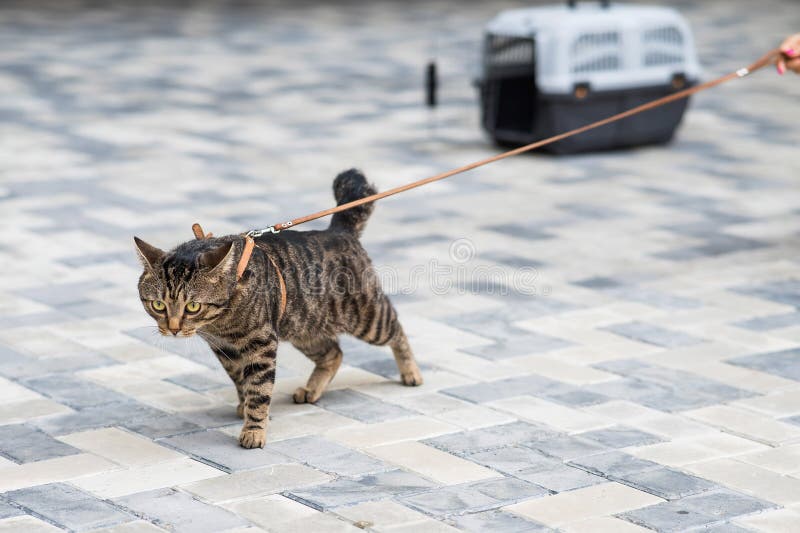 Eine graue gestreifte Katze zieht ihren Besitzer an der Leine, während er im Freien spaziert.