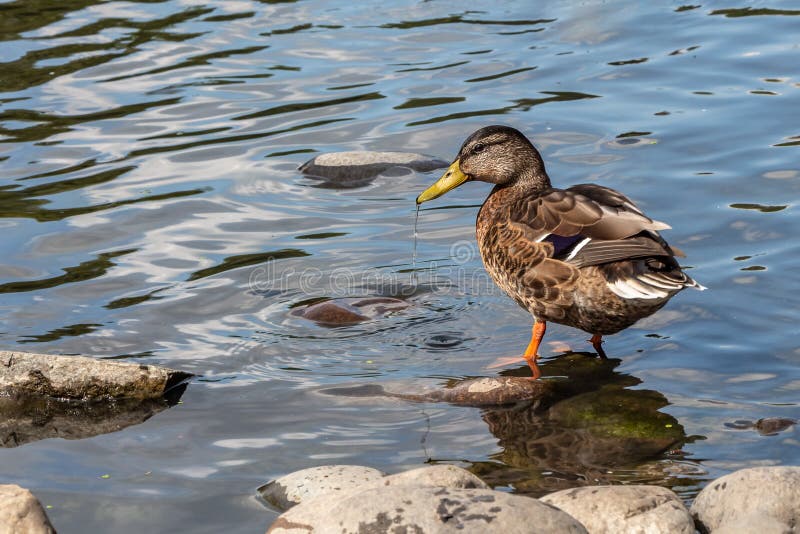 Junge Ente Mit Kresse — Rezepte Suchen