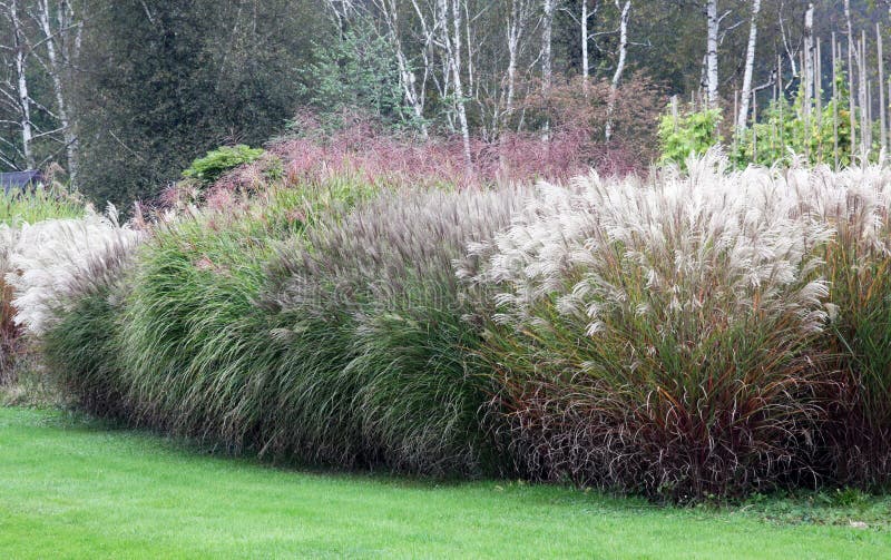 Ornamental grasses come most to the fore in large groups. Growth need a lot of space and are especially decorative trim along the edges of the lawn. Within a few years to create a large shrub. Mostly begin with flowering in the middle of summer and are persistent through the winter months. Ornamental grasses come most to the fore in large groups. Growth need a lot of space and are especially decorative trim along the edges of the lawn. Within a few years to create a large shrub. Mostly begin with flowering in the middle of summer and are persistent through the winter months.