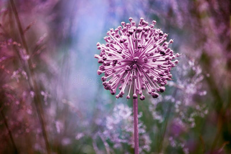 Eine große runde Rosa Blütenblüte in der Nähe des blauen, verschwommenen Hintergrunds, Allium cristophii, Allium giganteum Zierpf lizenzfreies stockbild