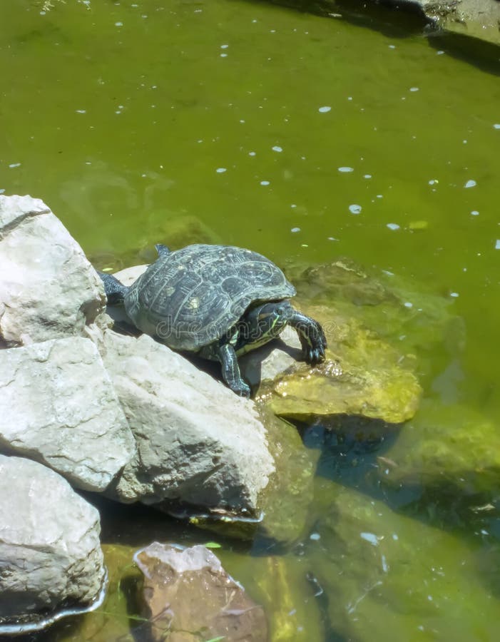 Eine große Schildkröte auf einem Felsen neben dem Grünen. eine Schildkröte auf einem Stein in der Mitte des Wassers. stockbild
