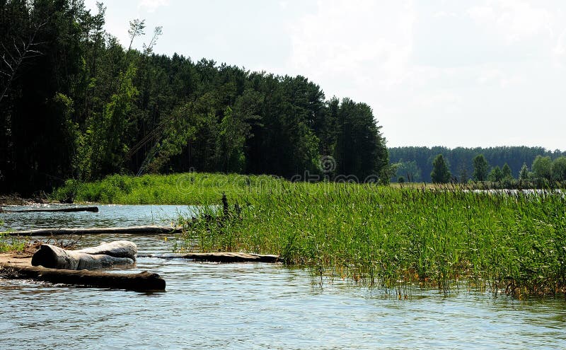 Eine Gruppe von Bäumen, die in den Schilfpflanzen am Ufer eines großen Sees gehauen wurden stockbild