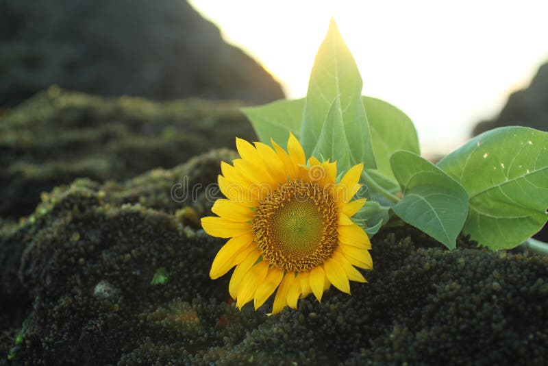 Eine Hauptblüte der schönen Sonnenblume, die auf Seefelsenhintergrund legt Kopienraum für Textgestaltungselemente Begriffsbild mi stockfotos Eine Hauptblüte der schönen Sonnenblume, die auf Seefelsenhintergrund legt Kopienraum für Textgestaltungselemente Begriffsbild mi stockfotos