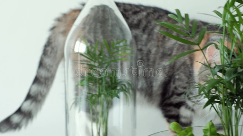 Eine Haustierkatze schnüffelt Grünpflanzen in den Glastöpfen unter Abdeckungen