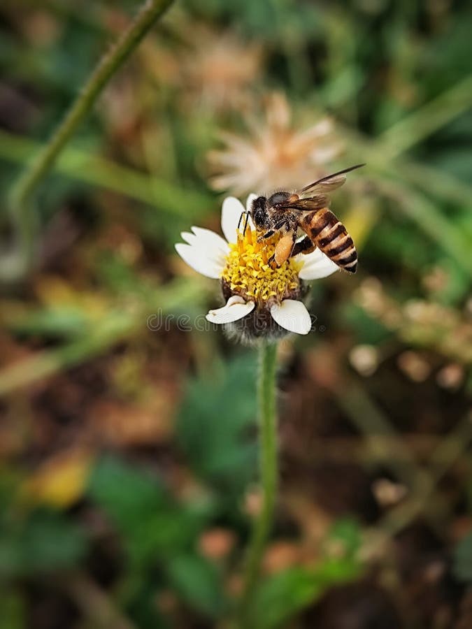 Eine Honigbiene sammelt Nektar aus einer zarten Präsentation der Natur Harmonie und die Schönheit der Bestäubung. lizenzfreie stockfotos