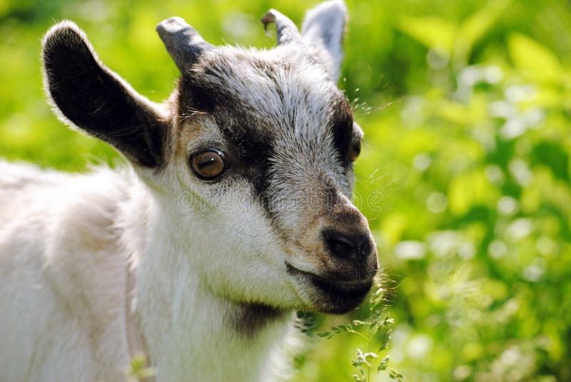 A young goat in the grass, animals, the village, a field, the grass, agriculture, milk, animals, nature, a young goat,. A young goat in the grass, animals, the village, a field, the grass, agriculture, milk, animals, nature, a young goat,