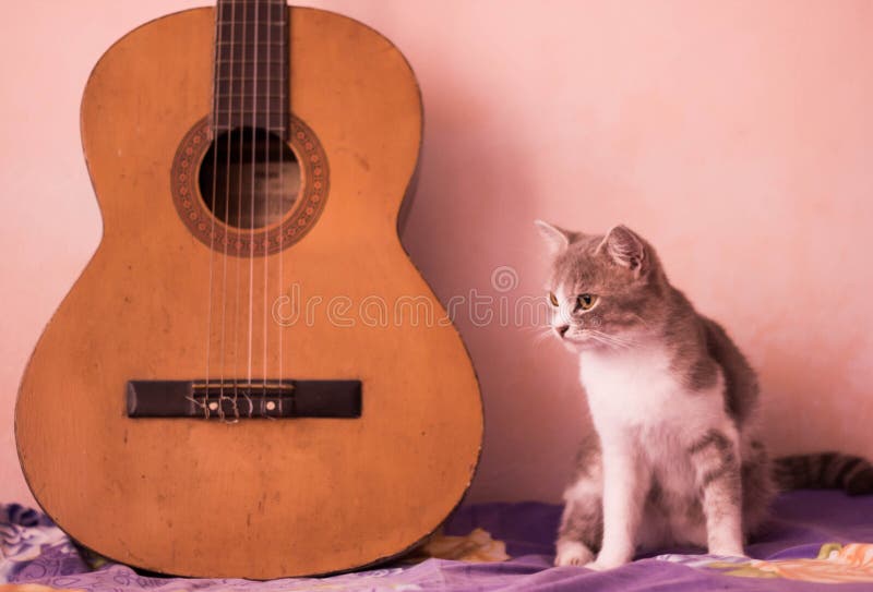 File Art Ordnerru00fccken-Etiketten-Set "Cat And Guitar" Fu00fcr 7,5 Und 8 Cm Ordner - Punkt & Strich