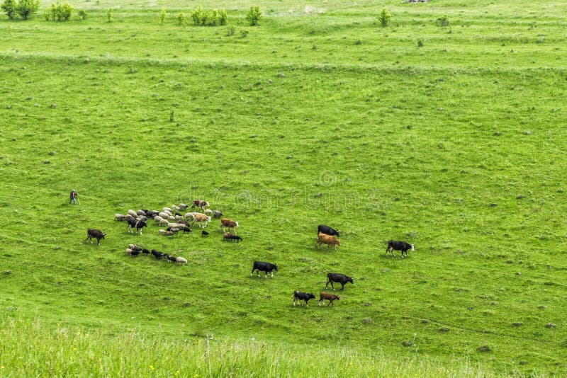 Eine kleine Herde von Kühen mit einem Schäfer lässt in einer Wiese weiden lizenzfreies stockbild Eine kleine Herde von Kühen mit einem Schäfer lässt in einer Wiese weiden lizenzfreies stockbild