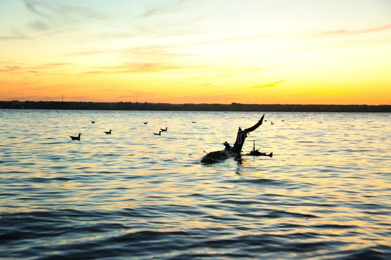 Eine kleine Menge von Enten und Treibholz auf der Oberfläche des Wassers in der Nähe der Küsten von einem großen See bei Sonnenunt stockfotos