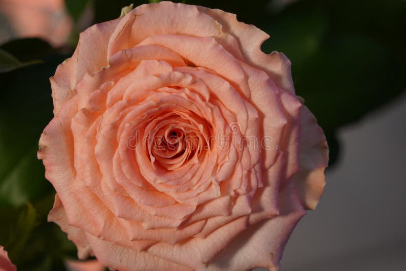 Eine Korallenrose in kontrastlichter, blass rosa Rosen nah, Blumenstruktur. Die Schönheit einer delikaten Blume als Hintergrund lizenzfreies stockbild Eine Korallenrose in kontrastlichter, blass rosa Rosen nah, Blumenstruktur. Die Schönheit einer delikaten Blume als Hintergrund lizenzfreies stockbild