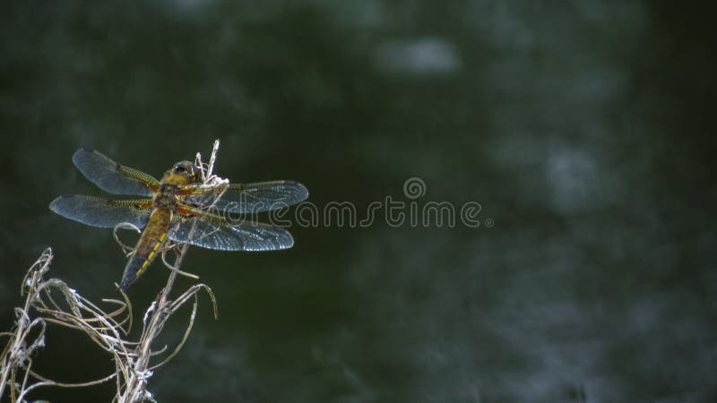 Download Eine Libelle Auf Dem Kanal In Irland Stockfoto - Bild von kanal, sache: 96933998