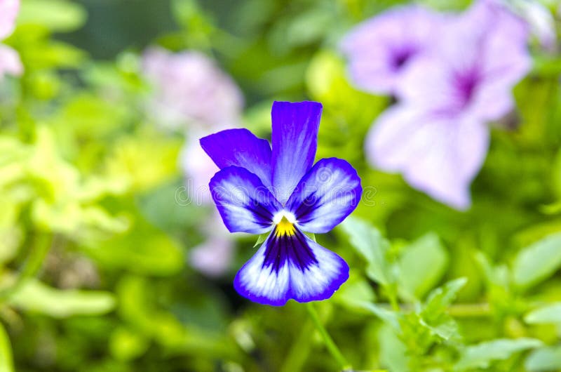 Eine luxuriöse und sehr schöne Blume - ein dreifarbiges Veilchen oder Pansies gegen eine helle, grüne Wiese lizenzfreies stockbild Eine luxuriöse und sehr schöne Blume - ein dreifarbiges Veilchen oder Pansies gegen eine helle, grüne Wiese lizenzfreies stockbild