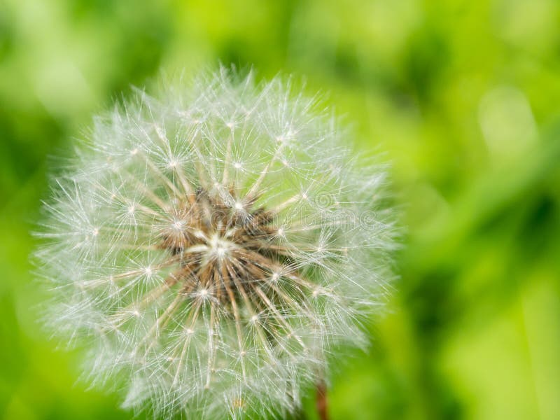 Eine Makrophotographie des blühenden runden Taraxacum ist eine große Klasse von Blütenpflanzen im Familie Asteraceae stockbilder Eine Makrophotographie des blühenden runden Taraxacum ist eine große Klasse von Blütenpflanzen im Familie Asteraceae stockbilder
