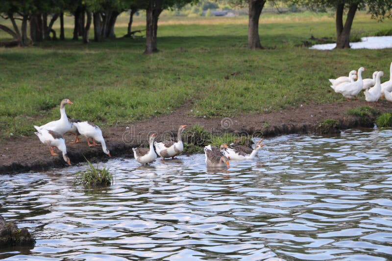 Eine Menge von Gänsen gehen auf das Ufer und baden in einem sauberen Herbstsee landwirtschaftliche domestizierte Wasservögel für lizenzfreie stockbilder Eine Menge von Gänsen gehen auf das Ufer und baden in einem sauberen Herbstsee landwirtschaftliche domestizierte Wasservögel für lizenzfreie stockbilder