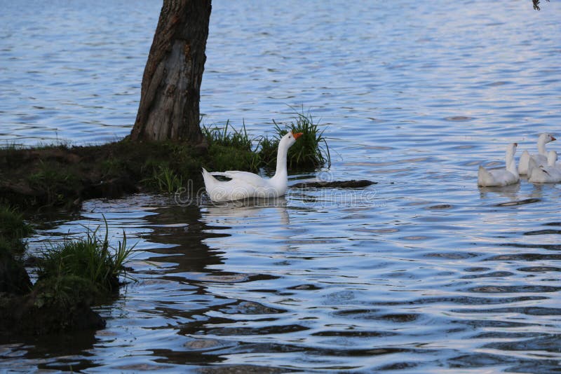 Eine Menge von Gänsen gehen auf das Ufer und baden in einem sauberen Herbstsee landwirtschaftliche domestizierte Wasservögel für stockfotos Eine Menge von Gänsen gehen auf das Ufer und baden in einem sauberen Herbstsee landwirtschaftliche domestizierte Wasservögel für stockfotos