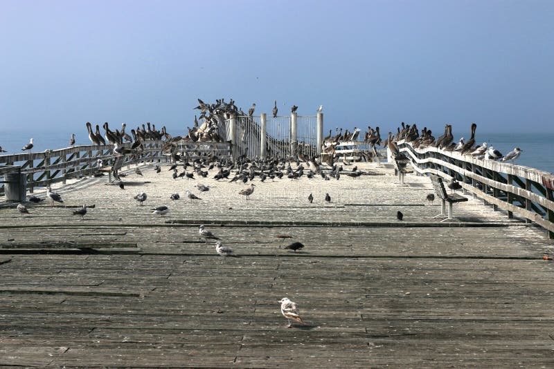 Eine Menge Vögel Bevölkern Den Historischen Holzsteg Und Den Rosteten