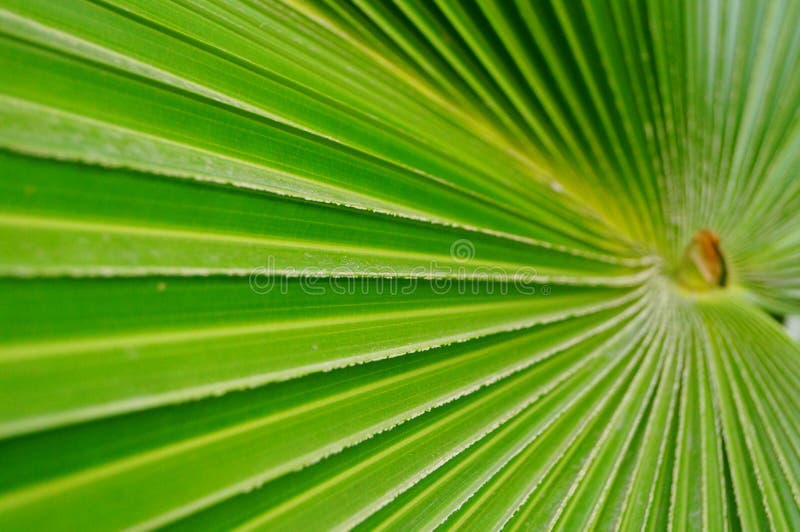 Eine Nahaufnahme Der Blätter Einer Palme Stockbild Bild von grün