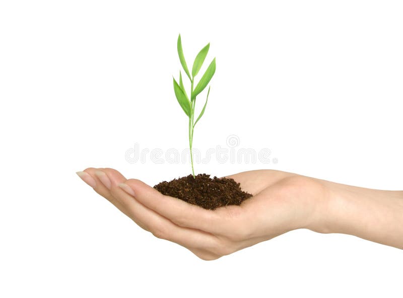 Eine neue Anlage stockfoto Eine neue Anlage stockfoto
