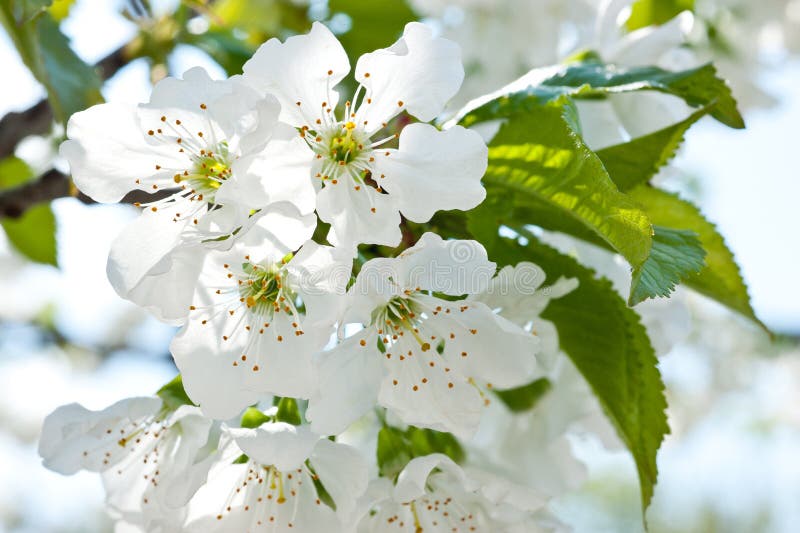 Eine Niederlassung der blühenden Kirsche mit blühenden weißen Blumen lizenzfreie stockfotos Eine Niederlassung der blühenden Kirsche mit blühenden weißen Blumen lizenzfreie stockfotos