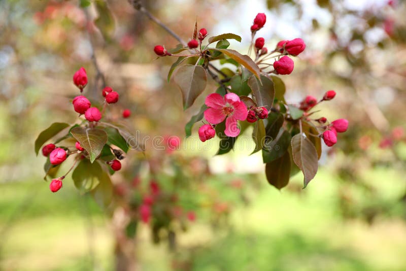 Eine Niederlassung eines rosa Apfelbaums mit einer Blume und den Knospen, in einem Park lizenzfreie stockfotos Eine Niederlassung eines rosa Apfelbaums mit einer Blume und den Knospen, in einem Park lizenzfreie stockfotos