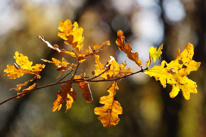 Eine Niederlassung mit Eichenblättern lizenzfreie stockbilder