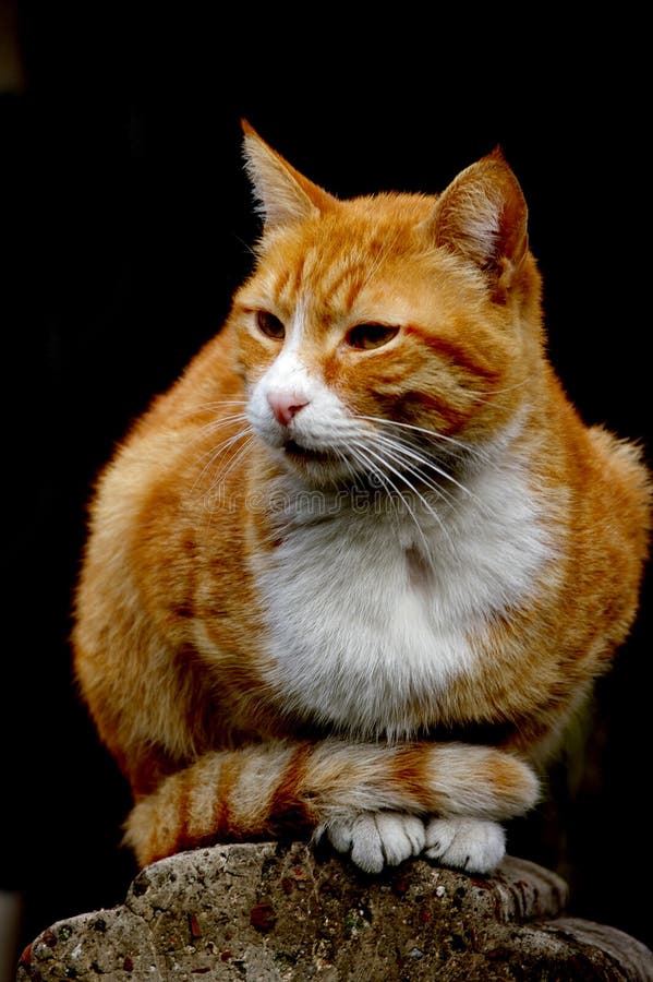 Eine orange weiße Katze stockfotos Eine orange weiße Katze stockfotos