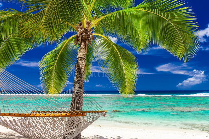 A single palm tree with a hammock on the beach of Rarotonga, Cook Islands. A single palm tree with a hammock on the beach of Rarotonga, Cook Islands