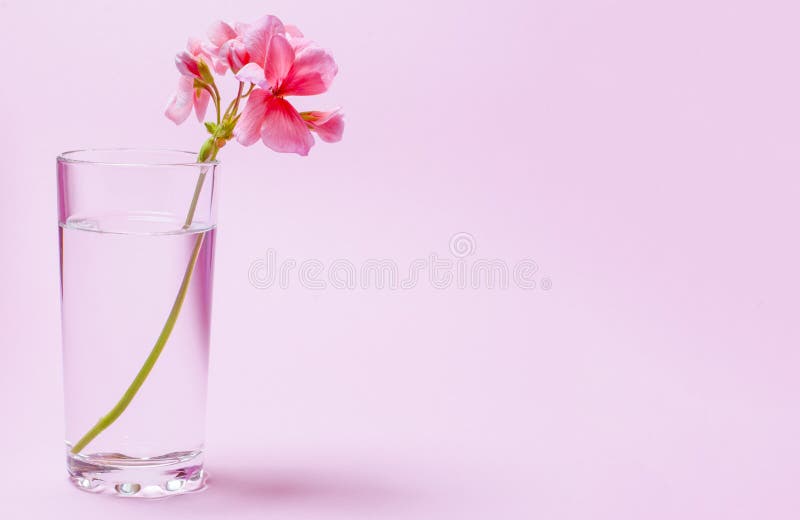 Eine Pelargonienblume von korallenroten Farbständen in einem Glasbecher mit klarem Wasser gegen einen Hintergrund einer empfindli stockbilder Eine Pelargonienblume von korallenroten Farbständen in einem Glasbecher mit klarem Wasser gegen einen Hintergrund einer empfindli stockbilder