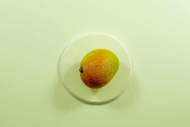 Eine reife Mango riecht süß und reich und ist leicht weich und riesig stockfotos