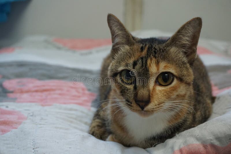 Eine reizende braune Katze auf weißer Decke stockfotografie Eine reizende braune Katze auf weißer Decke stockfotografie