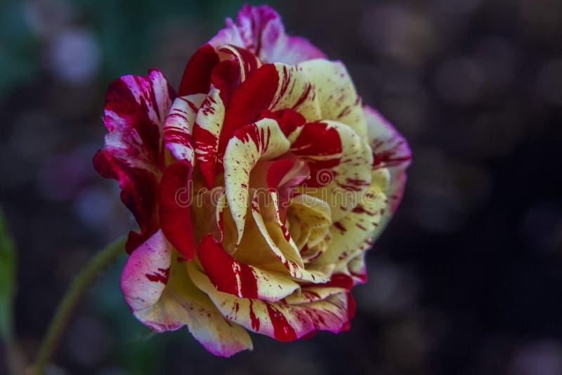 Eine Rot-weiß Gestreifte Französische Rose Blüht Im Frühsommer Stockfoto -  Bild von blühen, nahaufnahme: 225486354