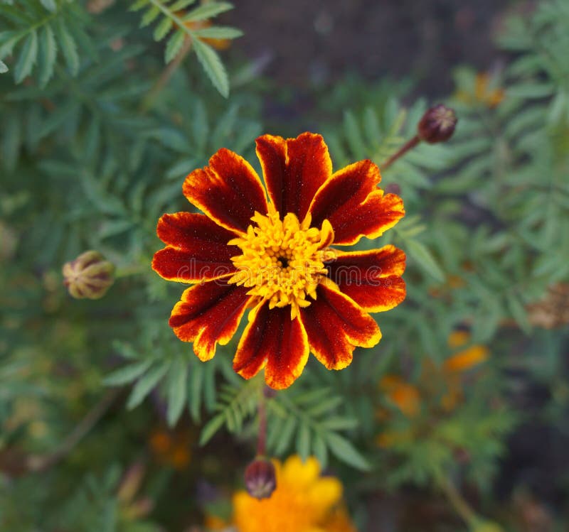 Eine rote und orange Blume der französischen Ringelblume stockfotografie Eine rote und orange Blume der französischen Ringelblume stockfotografie