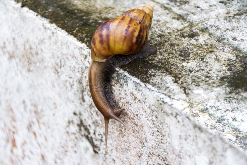 Eine Schnecke geht langsam entlang den Weg lizenzfreie stockfotografie Eine Schnecke geht langsam entlang den Weg lizenzfreie stockfotografie