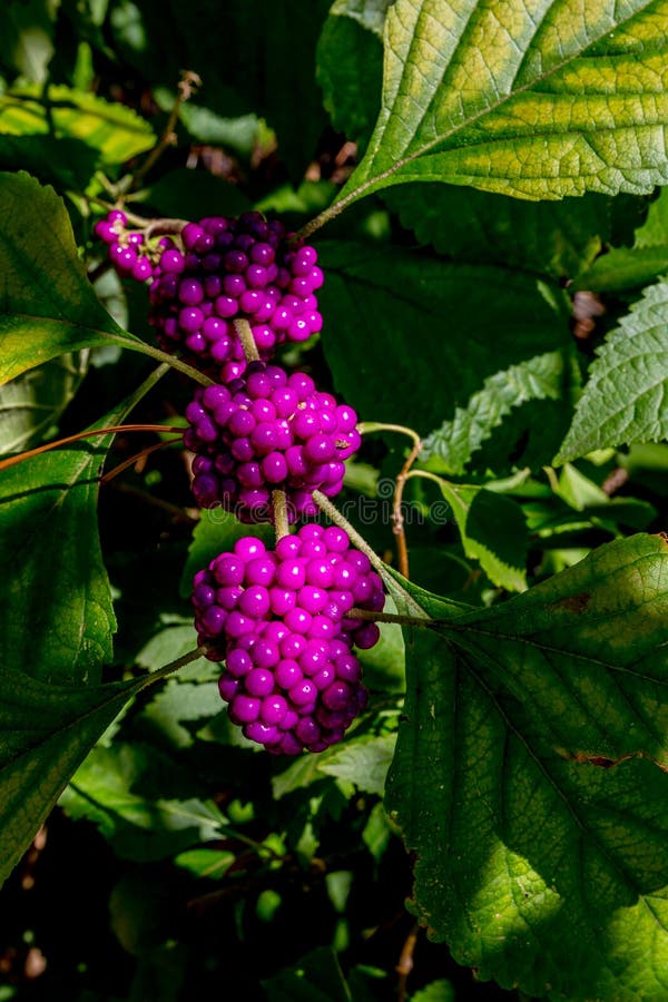 Eine Schnur von schönen hellen purpurroten Beeren stockfotografie Eine Schnur von schönen hellen purpurroten Beeren stockfotografie