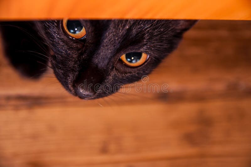 A black cat carefully peeks out from under a bed. A black cat carefully peeks out from under a bed.