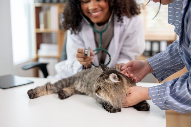 Eine schwarze Tierärztin untersucht eine Katze mit Stethoskop in der Heimtierklinik lizenzfreie stockbilder