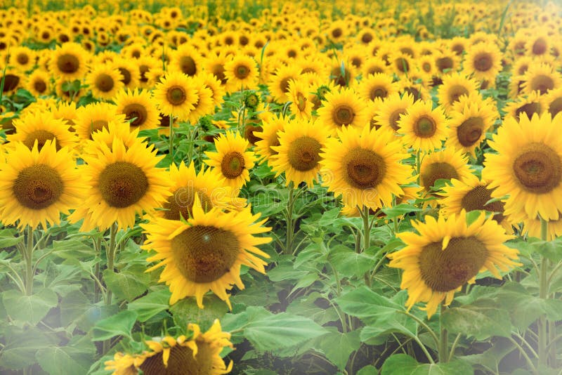 Eine schöne große Wiese, mit vielen gelben Blumen mit gelben Sonnenblumen lizenzfreies stockbild Eine schöne große Wiese, mit vielen gelben Blumen mit gelben Sonnenblumen lizenzfreies stockbild