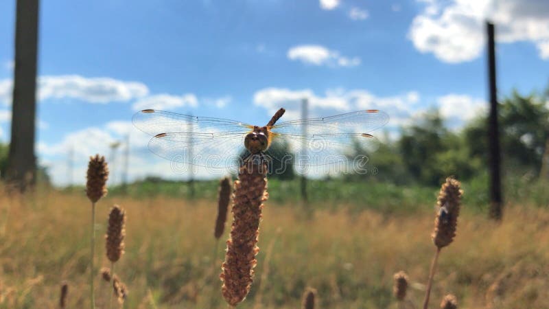 Eine schöne Libelle sitzt im Kasten und Marienkäfer beeinflußt