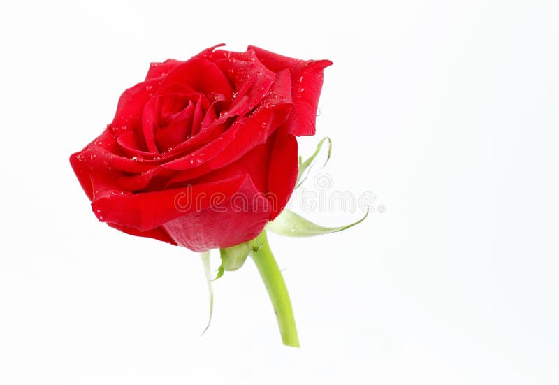 Eine schöne Rotrose gehalten im Vase