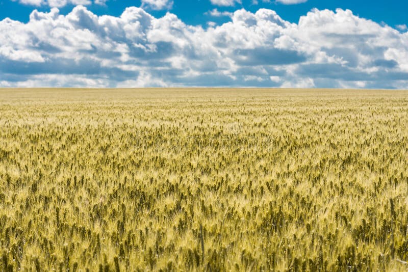 Eine schöne Sommerlandschaft des gereiften goldenen Weizenfeldes bereit zur Ernte mit drastischem Himmel und Wolken stockfotos Eine schöne Sommerlandschaft des gereiften goldenen Weizenfeldes bereit zur Ernte mit drastischem Himmel und Wolken stockfotos