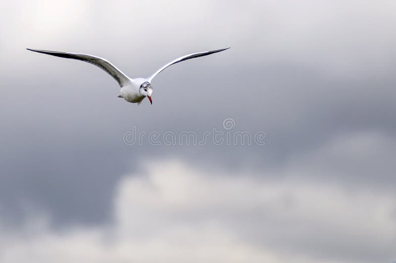 Eine Seemöwe fliegt in den bewölkten Himmel eines Herbsttages stockfotografie Eine Seemöwe fliegt in den bewölkten Himmel eines Herbsttages stockfotografie