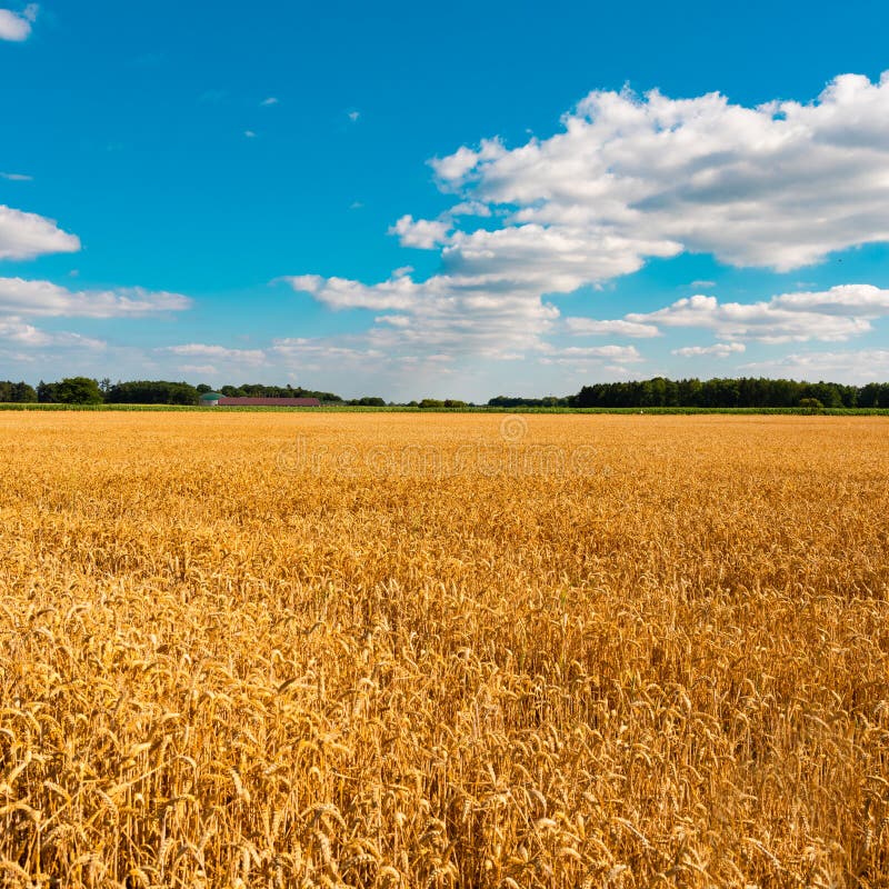 Eine Sommerlandschaft mit Maisfeld unter blauem Himmel stockbild Eine Sommerlandschaft mit Maisfeld unter blauem Himmel stockbild