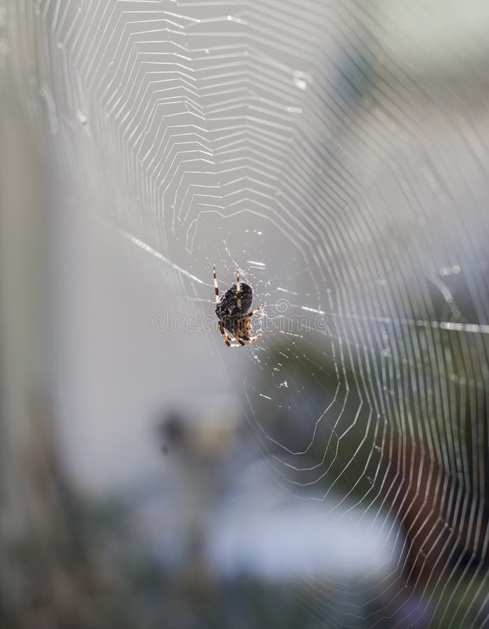 Eine Spinne auf einem Netz in einem Garten an einem sonnigen Tag lizenzfreies stockbild Eine Spinne auf einem Netz in einem Garten an einem sonnigen Tag lizenzfreies stockbild