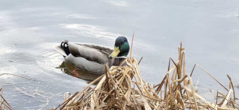 Eine Stockente, die durch trockenes Schilf auf einer ruhigen Wasseroberfläche windet und einen ruhigen Moment in der Natur einnimm stockfotos