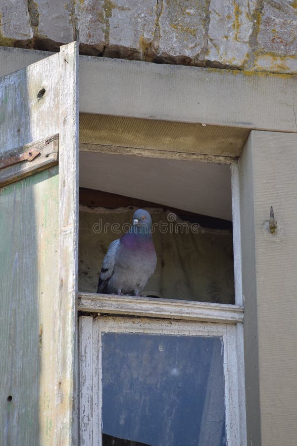 Taube auf dem Fenster stockbild. Bild von tür, pfosten
