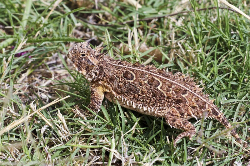 Eine Texas-gehörnte Eidechse im Gras stockfotos Eine Texas-gehörnte Eidechse im Gras stockfotos