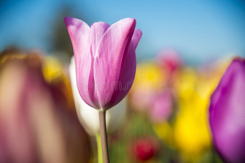 Eine Tulpe auf einem Gebiet von Blumen stockbilder Eine Tulpe auf einem Gebiet von Blumen stockbilder