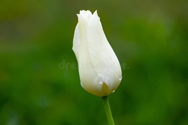 Eine weiße Tulpe auf einem grünen Hintergrund stockfotografie Eine weiße Tulpe auf einem grünen Hintergrund stockfotografie