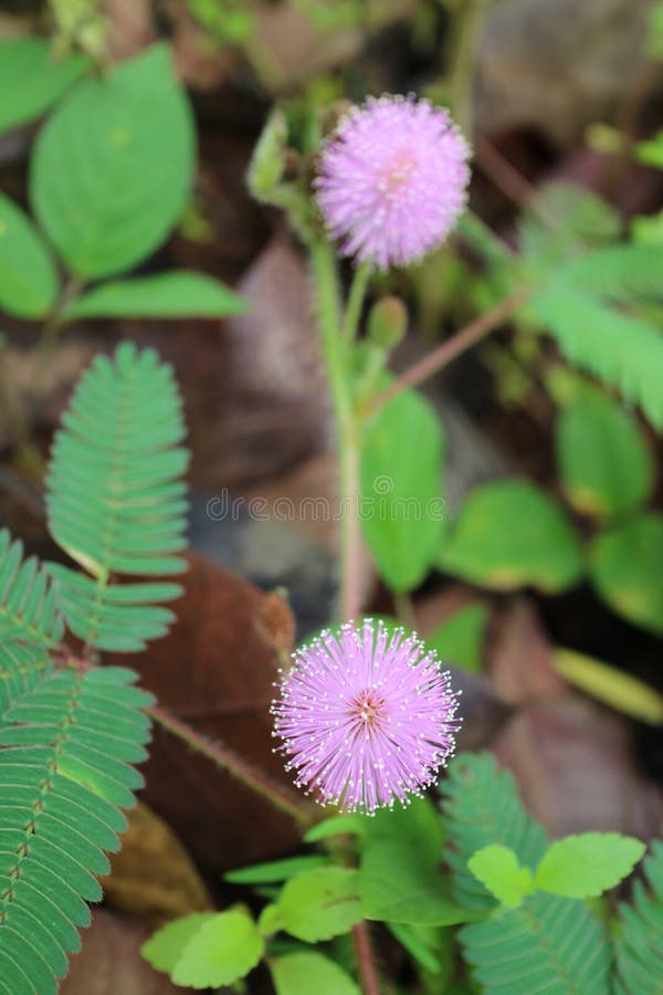 Eine wunderschöne runde rosa Blume namens Mimosa pudica Blume stockfotos